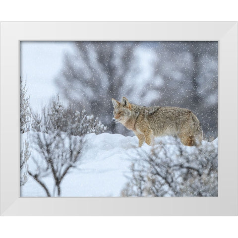 Coyote In Snow White Modern Wood Framed Art Print by Galloimages Online