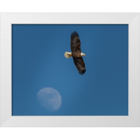 Eagle And Moon White Modern Wood Framed Art Print by Galloimages Online