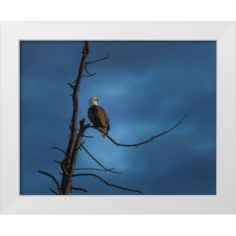 Eagle In (YNP) White Modern Wood Framed Art Print by Galloimages Online