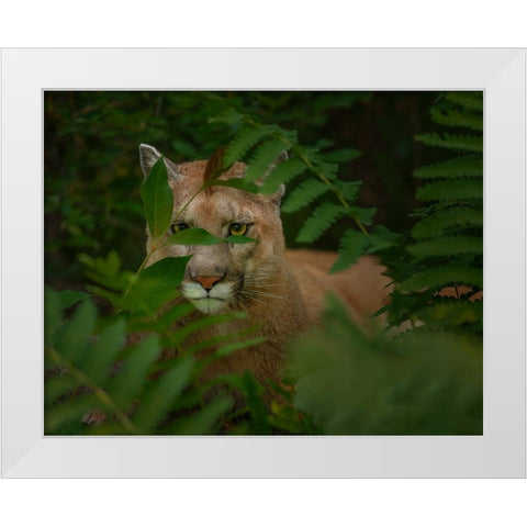 Eyes Of The Forest Ghost White Modern Wood Framed Art Print by Galloimages Online