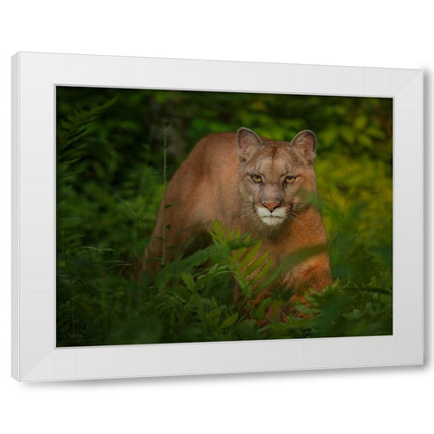 Focused White Modern Wood Framed Art Print by Galloimages Online