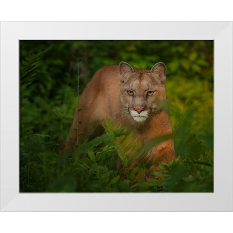 Focused White Modern Wood Framed Art Print by Galloimages Online