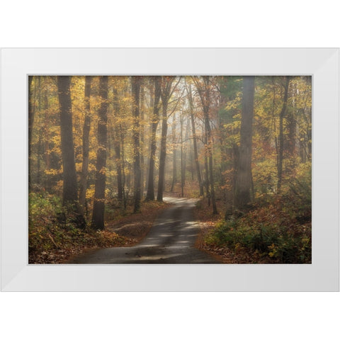 Foggy Forest White Modern Wood Framed Art Print by Galloimages Online
