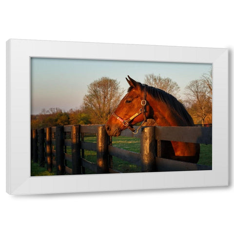 Horse At Sunset White Modern Wood Framed Art Print by Galloimages Online