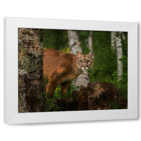 Inquistive Mountain Lion White Modern Wood Framed Art Print by Galloimages Online