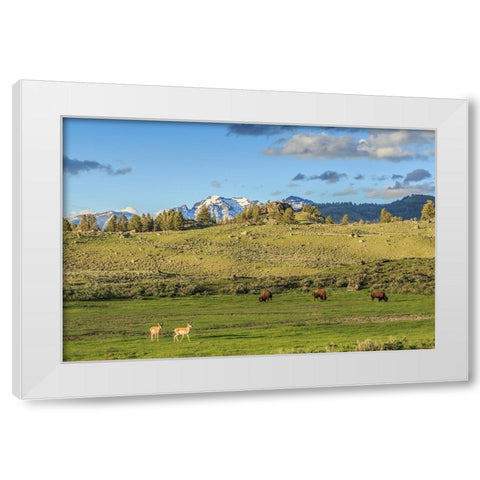Lamar Valley - Pronghorn And Bison White Modern Wood Framed Art Print by Galloimages Online