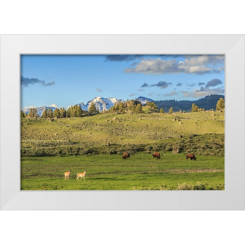 Lamar Valley - Pronghorn And Bison White Modern Wood Framed Art Print by Galloimages Online