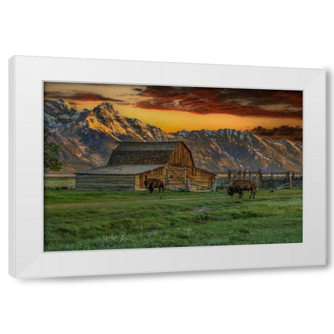 Moulton Barn At Sunrise With Bison White Modern Wood Framed Art Print by Galloimages Online