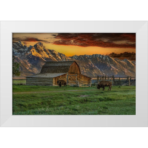 Moulton Barn At Sunrise With Bison White Modern Wood Framed Art Print by Galloimages Online