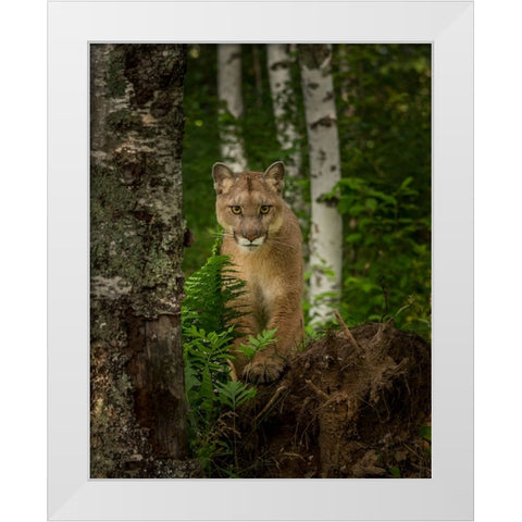 Mountain Lion Forest Pose White Modern Wood Framed Art Print by Galloimages Online