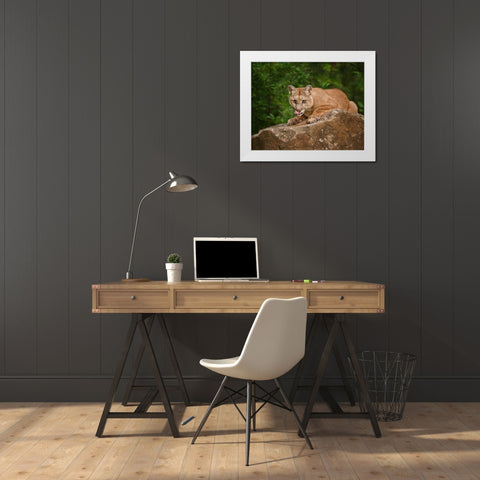 Mountain Lion Lunch White Modern Wood Framed Art Print by Galloimages Online