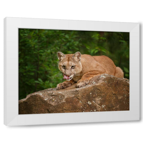 Mountain Lion Lunch White Modern Wood Framed Art Print by Galloimages Online