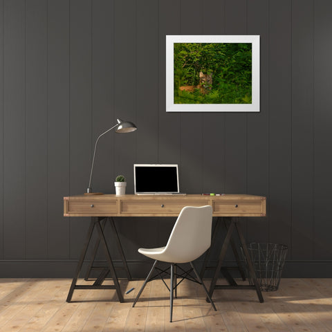 Mountain Lion Lurks In Bush White Modern Wood Framed Art Print by Galloimages Online
