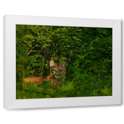 Mountain Lion Lurks In Bush White Modern Wood Framed Art Print by Galloimages Online