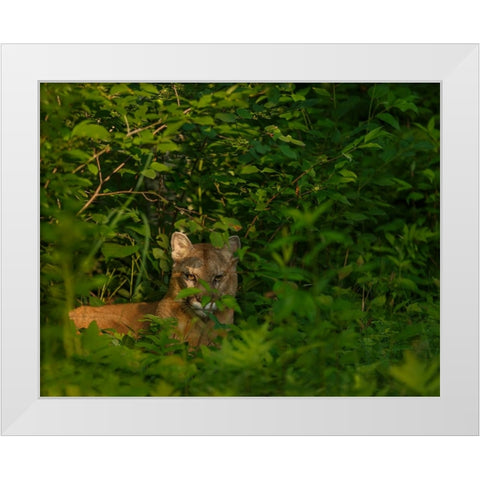 Mountain Lion Lurks In Bush White Modern Wood Framed Art Print by Galloimages Online