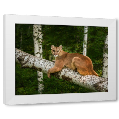 Mountain Lion On Forest Log White Modern Wood Framed Art Print by Galloimages Online