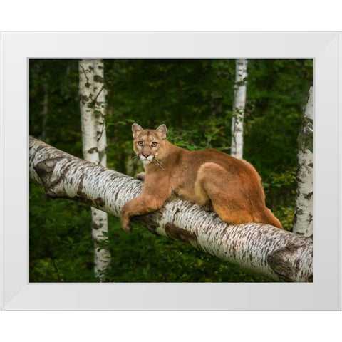 Mountain Lion On Forest Log White Modern Wood Framed Art Print by Galloimages Online