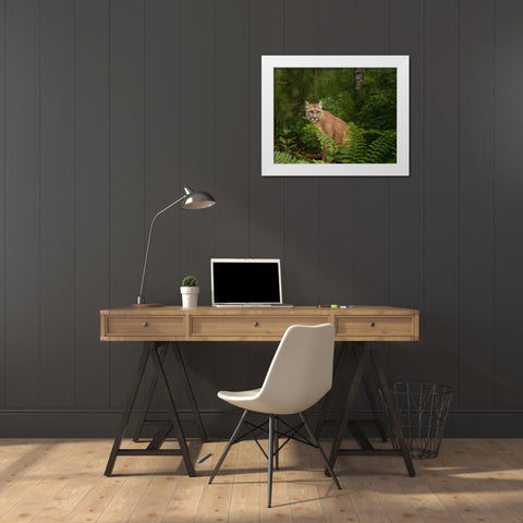 Mountain Lion With Ferns White Modern Wood Framed Art Print by Galloimages Online