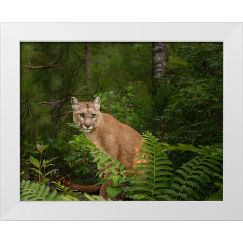 Mountain Lion With Ferns White Modern Wood Framed Art Print by Galloimages Online