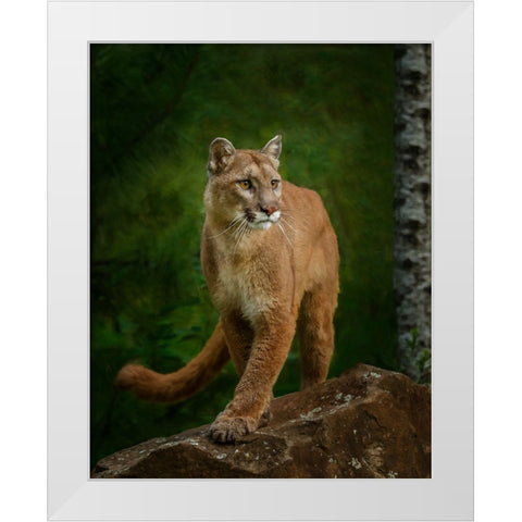 Proud Mountain Lion 2 White Modern Wood Framed Art Print by Galloimages Online