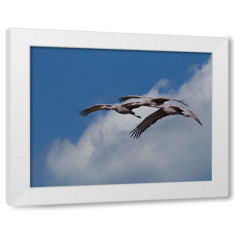 Sandhill Crane 3 Oil Paint White Modern Wood Framed Art Print by Galloimages Online