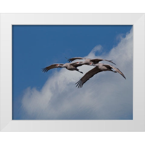 Sandhill Crane 3 Oil Paint White Modern Wood Framed Art Print by Galloimages Online