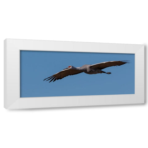 Sandhill Crane In Flight White Modern Wood Framed Art Print by Galloimages Online