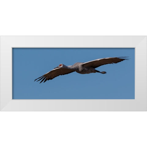 Sandhill Crane In Flight White Modern Wood Framed Art Print by Galloimages Online