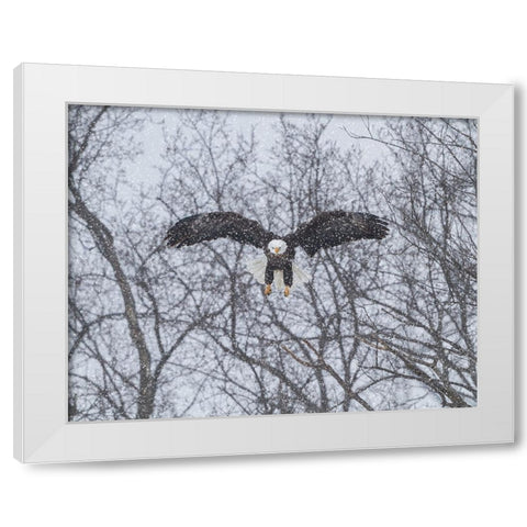 Snowy Eagle White Modern Wood Framed Art Print by Galloimages Online