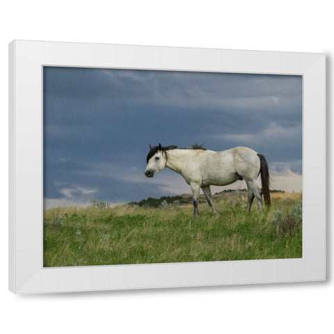 Wild Horse - Stallion (Storm) White Modern Wood Framed Art Print by Galloimages Online