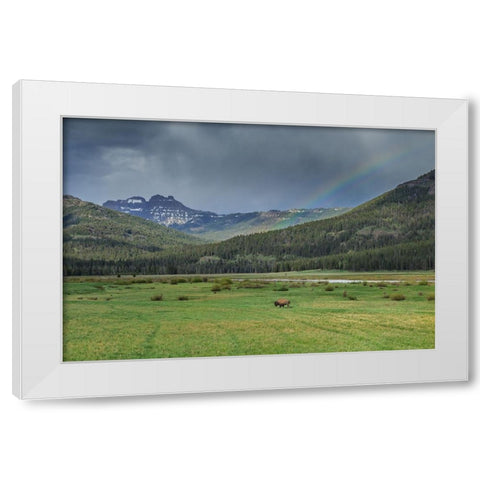 Yellowstone Bison With Rainbow White Modern Wood Framed Art Print by Galloimages Online