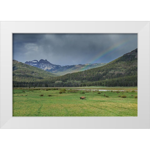 Yellowstone Bison With Rainbow White Modern Wood Framed Art Print by Galloimages Online
