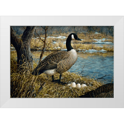 Canadian Goose White Modern Wood Framed Art Print by Tift, Jeff