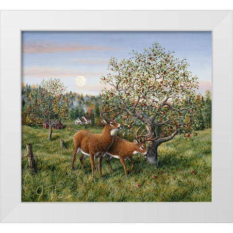 Whitetails Under The Apple Tree White Modern Wood Framed Art Print by Tift, Jeff