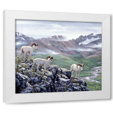 Dall Sheep At Denali White Modern Wood Framed Art Print by Tift, Jeff