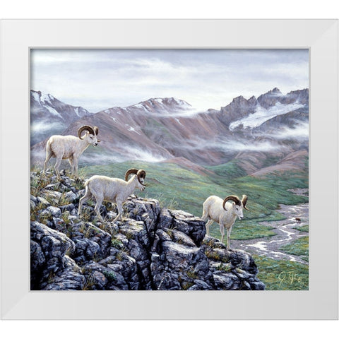 Dall Sheep At Denali White Modern Wood Framed Art Print by Tift, Jeff