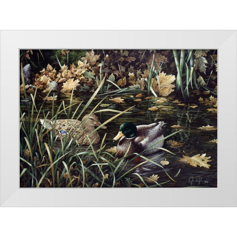 Mallards White Modern Wood Framed Art Print by Tift, Jeff