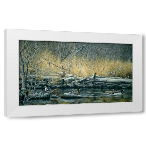 Early Morning Mallards White Modern Wood Framed Art Print by Tift, Jeff