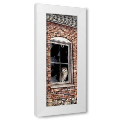 The Look Out White Modern Wood Framed Art Print by Tift, Jeff