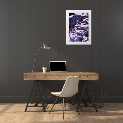 White-Tailed Ptarmigan White Modern Wood Framed Art Print by Tift, Jeff