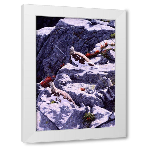 White-Tailed Ptarmigan White Modern Wood Framed Art Print by Tift, Jeff