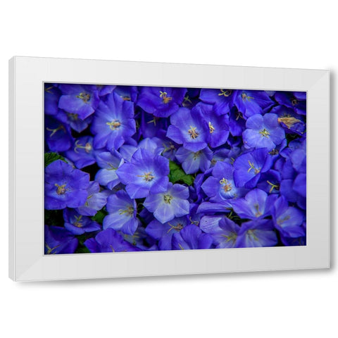 Blue Bells Carpet at Amsterdam Floral Market White Modern Wood Framed Art Print by Jenny Rainbow Fine Art