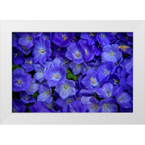 Blue Bells Carpet at Amsterdam Floral Market White Modern Wood Framed Art Print by Jenny Rainbow Fine Art
