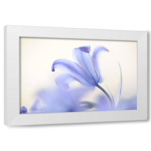 Blue Light Wild Hyacinth White Modern Wood Framed Art Print by Jenny Rainbow Fine Art