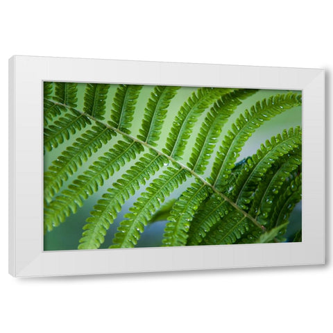 Healing Art Fern Leaf After Rain White Modern Wood Framed Art Print by Jenny Rainbow Fine Art