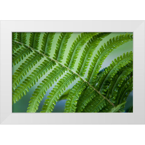 Healing Art Fern Leaf After Rain White Modern Wood Framed Art Print by Jenny Rainbow Fine Art