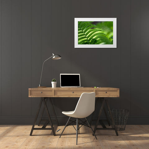 Healing Art Fern Leaf White Modern Wood Framed Art Print by Jenny Rainbow Fine Art