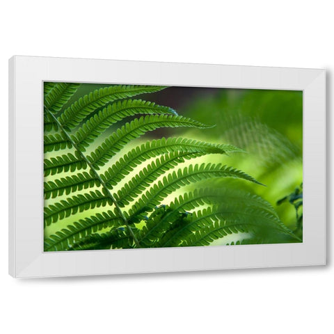 Healing Art Fern Leaf White Modern Wood Framed Art Print by Jenny Rainbow Fine Art