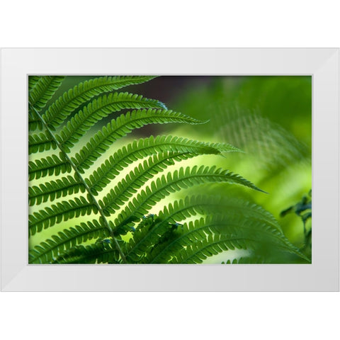 Healing Art Fern Leaf White Modern Wood Framed Art Print by Jenny Rainbow Fine Art
