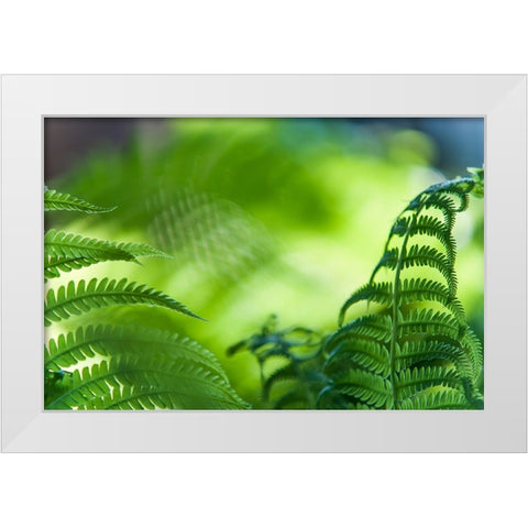 Healing Art Fern Leaves White Modern Wood Framed Art Print by Jenny Rainbow Fine Art